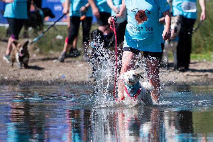In Pictures Muddy Dog Challenge Raises Thousands For Battersea Dogs And Cats Home Photo 1 Of 9 Maidenhead Advertiser