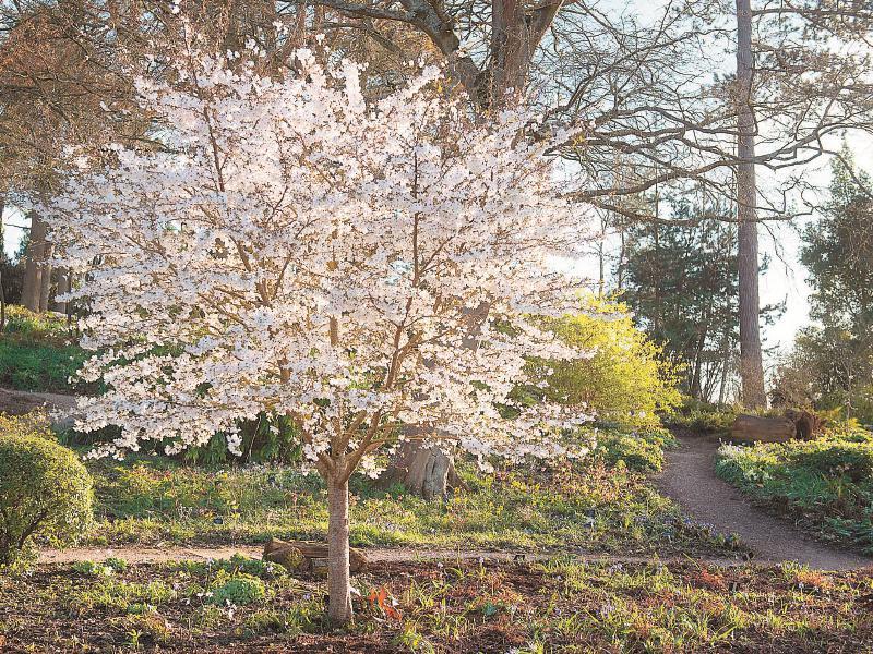 Celebrate Cherry Blossom Season By Planting A Tree Of Your Own Photo 1 Of 2 Maidenhead Advertiser