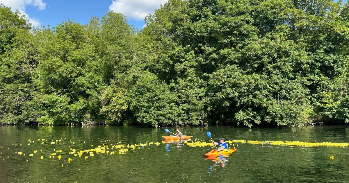 Thousands of plastic ducks cascade down the River Thames at Maidenhead ...
