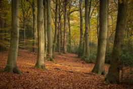 In search of lost words from nature at Burnham Beeches