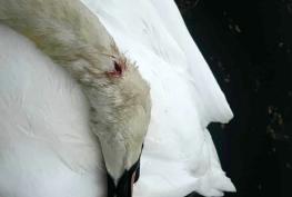 Panel backs catapult crackdown after swan killings&nbsp;but raises questions over enforcement powers