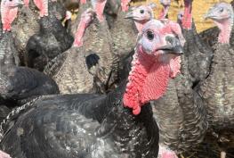 Musical turkeys strike up a festive note at Copas Farm in Cookham