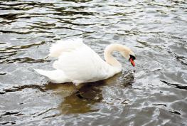 Avian flu fears as 'devastating' number of dead swans reported around RBWM