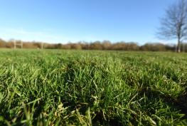 First consultation sets ball rolling for potential Braywick Park stadium move