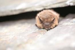 Bat walk in Burnham uncovers the real truth about one of Britain's best-loved mammals