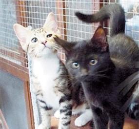 Pets Corner: Blossom and her kittens at Maidenhead Cat Rescue