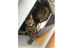 ‘Naughty’ but ‘really cute’ Nelly wins Advertiser’s Top Pet competition