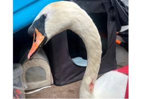 Authorities urged to do more amid steep rise in catapult attacks on wildlife