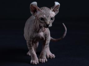 First cat photo gets Slough photographer nominated for prestigious award