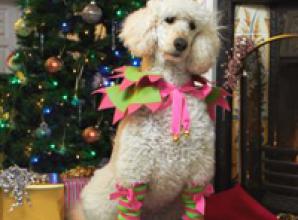 Turn your dog into Santa's little helper 