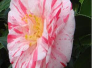 Free Camellia worth £6.99