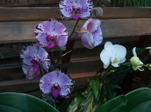 Orchid paradise at Kew