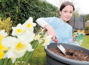 Gardening tips for growing sweet peas to enter at Royal Windsor Rose Show this summer