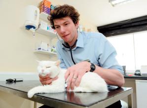 Kelperland Veterinary Centre blog: Charlie, Sam and Sasha