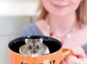 'Souper' dwarf hamster wins Advertiser's Top Pet 2024 award