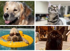 Vote for your Advertiser Top Pet 2025