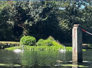 Separated swan couple reunited after helping hand from Bray-based rescue centre