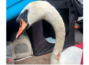 Authorities urged to do more amid steep rise in catapult attacks on wildlife