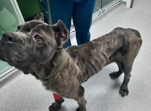 10-year ban for dog owner who left pet starving and alone
