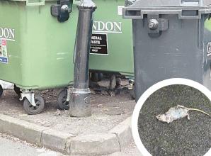 Calls for action as long-running rat infestation persists after a year