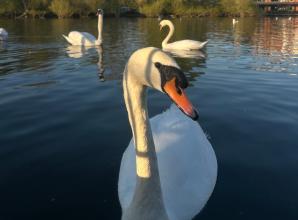 Avian flu suspected in death of swan near Caversham promenade