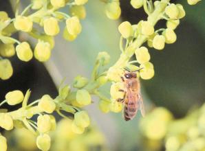 Eco Matters: Help bees ride out the winter