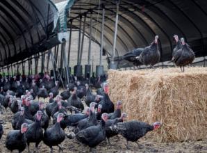 Turkeys taught not to fear bangs