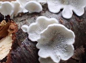 Sorry for my mistake