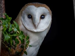 Wildlife photographer who ‘dares to dream’