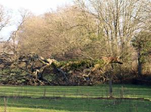 Calf rescued by firefighters after falling into Thames
