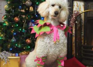 Turn your dog into Santa's little helper 