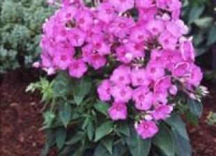 Phlox plant of the month