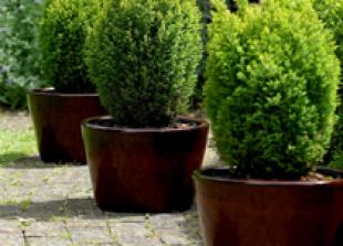 It's National Conifer Week