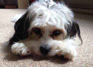 Petflix and Chill: Relaxing videos produced for cats and dogs during Bonfire Night