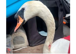 Authorities urged to do more amid steep rise in catapult attacks on wildlife