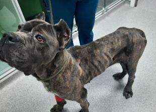 10-year ban for dog owner who left pet starving and alone