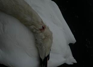 RBWM council 'exploring' new powers for police after swan killed by catapults