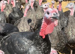 Musical turkeys strike up a festive note at Copas Farm in Cookham