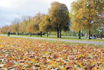 Top tips for Autumn tree planting
