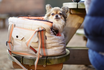 Cliveden kicks off autumn with heritage tours, family fun and pooch-friendly perks