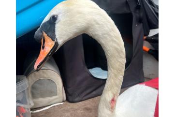 Authorities urged to do more amid steep rise in catapult attacks on wildlife