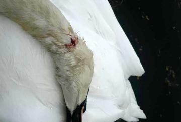 RBWM seeks views on catapult crackdown after swan killings