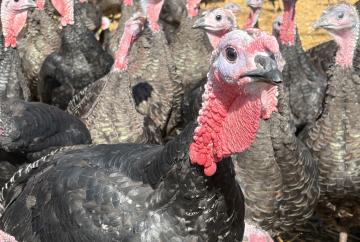 Musical turkeys strike up a festive note at Copas Farm in Cookham