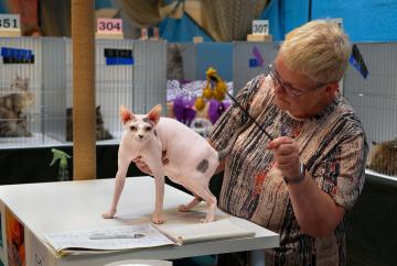 International Cat Show brings world-class felines to Windsor International Cat Show brings world-class felines to Windsor