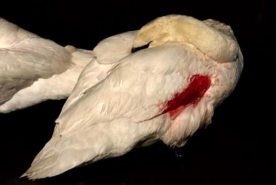 Swan rescuers urge dog owners to use leads after sick swan attacked Swan rescuers urge dog owners to use leads after sick swan attacked