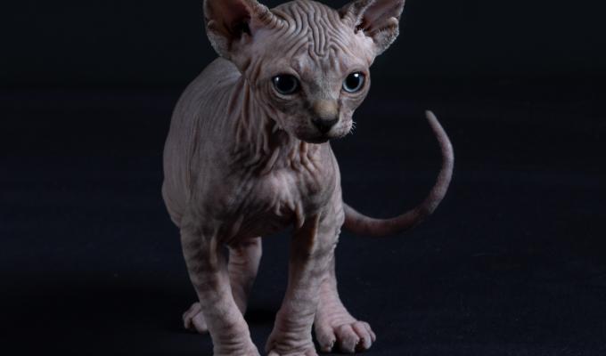 First cat photo gets Slough photographer nominated for prestigious award