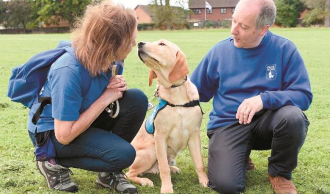 Puppy walkers needed to help train guide dogs