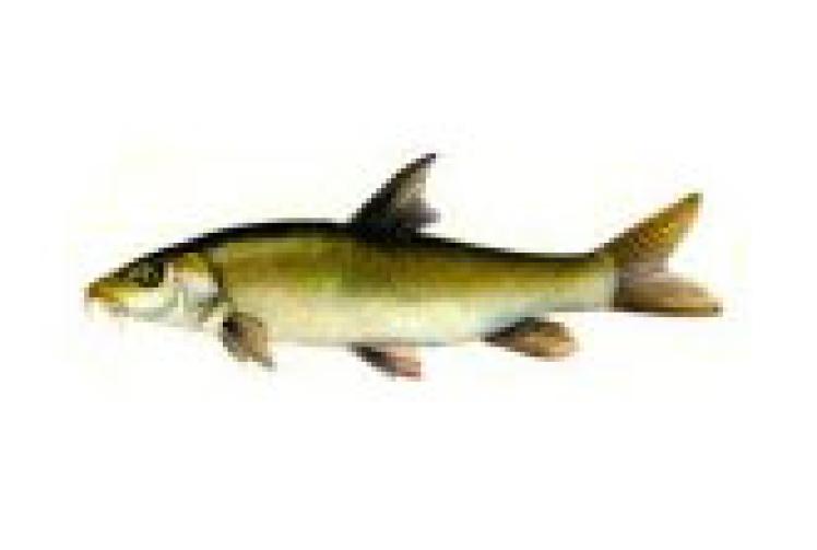Big Fish Column: Conditions conducive to plenty of double figure barbel