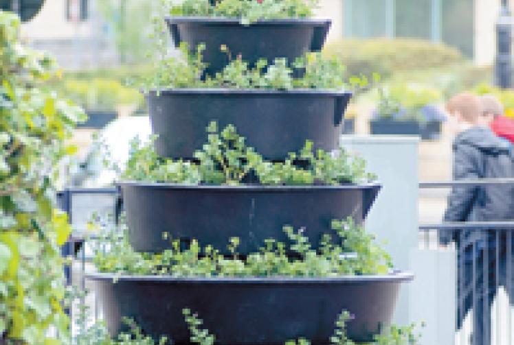 Flower towers installed in town centre Maidenhead Advertiser