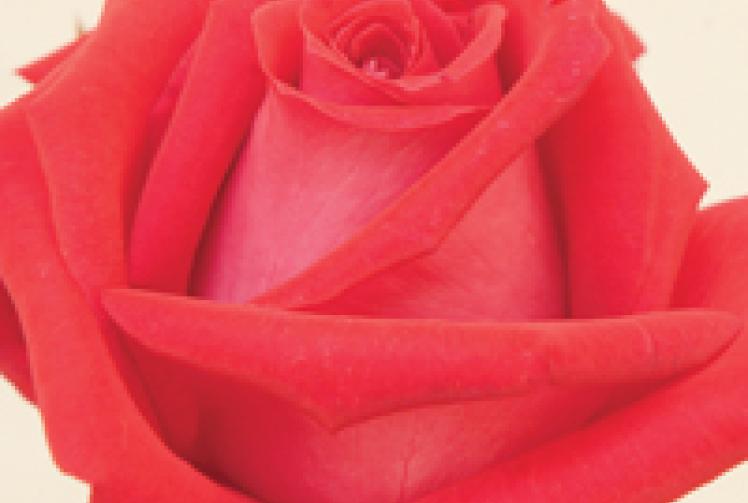 Windsor Rose Show is nearly here for 107th time Maidenhead Advertiser